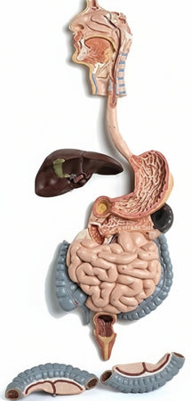 3B Scientific K20 Apparato Digerente, in 2 Parti + software gratuito di anatomia - 3B Smart Anatomy