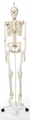 3B Scientific A10/1 Scheletro Stan su Cavalletto in Metallo con 5 Rotelle + software gratuito di anatomia - 3B Smart Anatomy