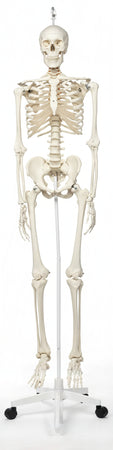3B Scientific A10/1 Scheletro Stan su Cavalletto in Metallo con 5 Rotelle + software gratuito di anatomia - 3B Smart Anatomy