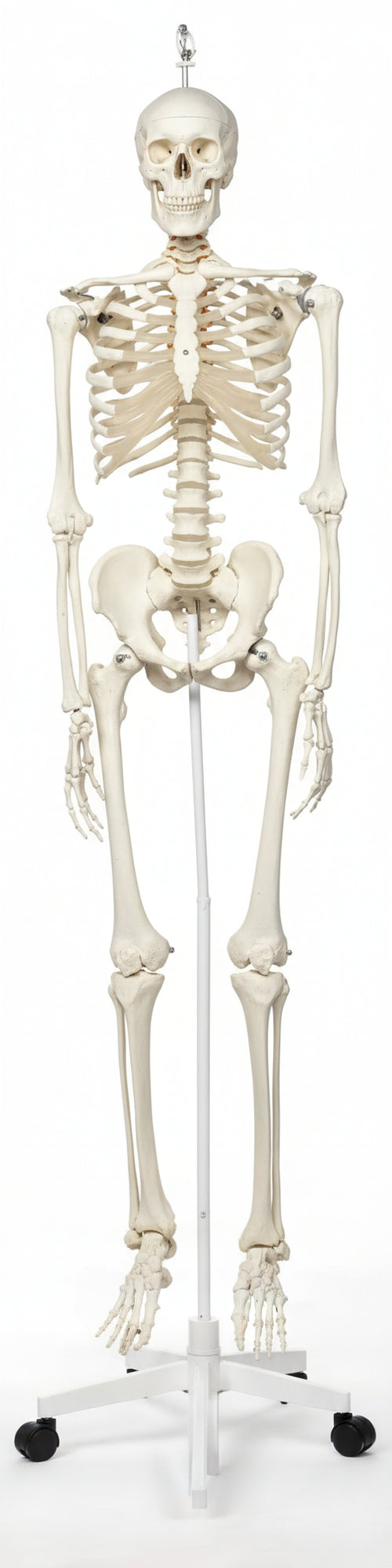 3B Scientific A10/1 Scheletro Stan su Cavalletto in Metallo con 5 Rotelle + software gratuito di anatomia - 3B Smart Anatomy