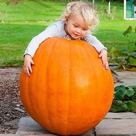 Seme di zucca "Quintale" pianta speciale per orto e giardino