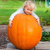 Seme di zucca Quintale pianta speciale per orto e giardino