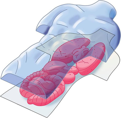 Clementoni Scienza e Gioco Lab - Anatomia Scheletro e Organi 19414