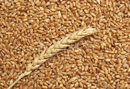 5Kg Grano  Maiorcada macina prepulito-MOLINO ZAPPALA'