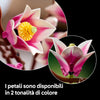 Lego Botanicals - Rametti di Magnolia 11510