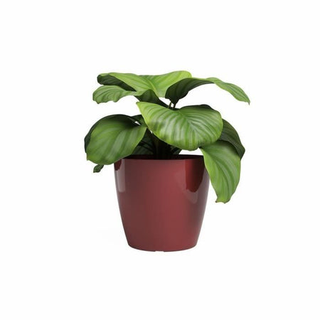 Vaso - ARTEVASI - SAN REMO - 36 br - Rosso scuro