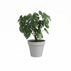 Vaso - ARTEVASI - CAPRI - 40 ma - Grigio chiaro