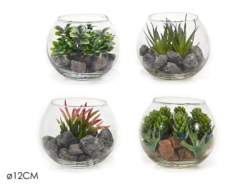 Piantina con Vaso in Vetro Ø12xH10cm