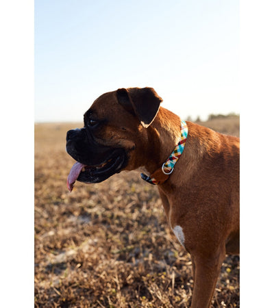 Collare Zeedog Phantom per Cani