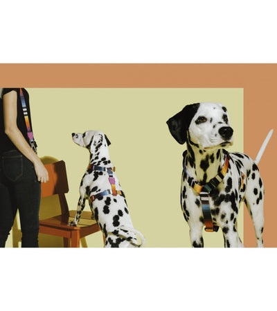 Pettorina ad H Zeedog Prisma per Cani