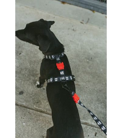 Pettorina ad H Zeedog Skull per Cani