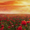 Lenzuola fantasia Papaveri - Caleffi Fotostampa in Cotone Matrimoniale