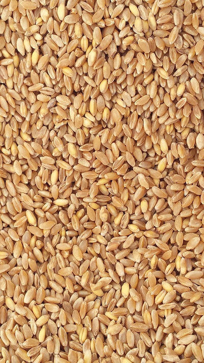 5Kg-Grano-duro-da-macina-prepulito-(siciliano)-MOLINO-ZAPPALA'