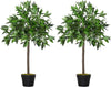 Set di 2 Alberi di Alloro in Vaso di Plastica Altezza 90cm per Interni ed Esterni Verde