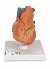 3B Scientific G08/1 Modello di Anatomia Umana Cuore, Modello Classico, con Timo, in 3 Parti + software gratuito di anatomia - 3B Smart Anatomy