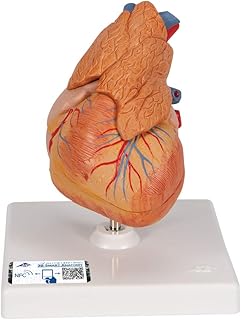 3B Scientific G08/1 Modello di Anatomia Umana Cuore, Modello Classico, con Timo, in 3 Parti + software gratuito di anatomia - 3B Smart Anatomy