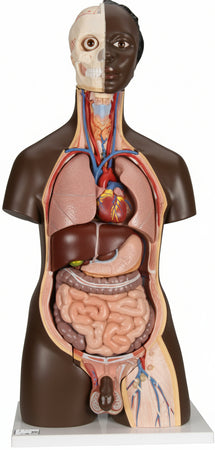 3B Scientific B37 24 Piece Deluxe African Torso Model + Free Anatomy App - 3B Smart Anatomy