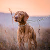 Collare a scaletta semi strozzo in acciaio nichelato per cani