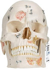 3B Scientific A27 Cranio, Modello di Lusso, per Dimostrazioni, in 10 Parti + software gratuito di anatomia - 3B Smart Anatomy