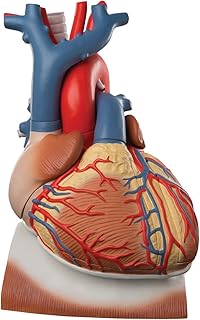 3B Scientific VD251 Modello di Anatomia Umana Cuore su Diaframma, Ingrandito 3 Volte, in 10 Parti + software gratuito di anatomia - 3B Smart Anatomy