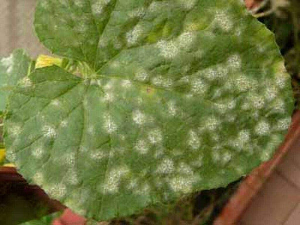 Fungicida liquido ad azione antiperonosporica "Oxi Zolfo Flow" per la difesa della vite ed ortaggi 1 kg