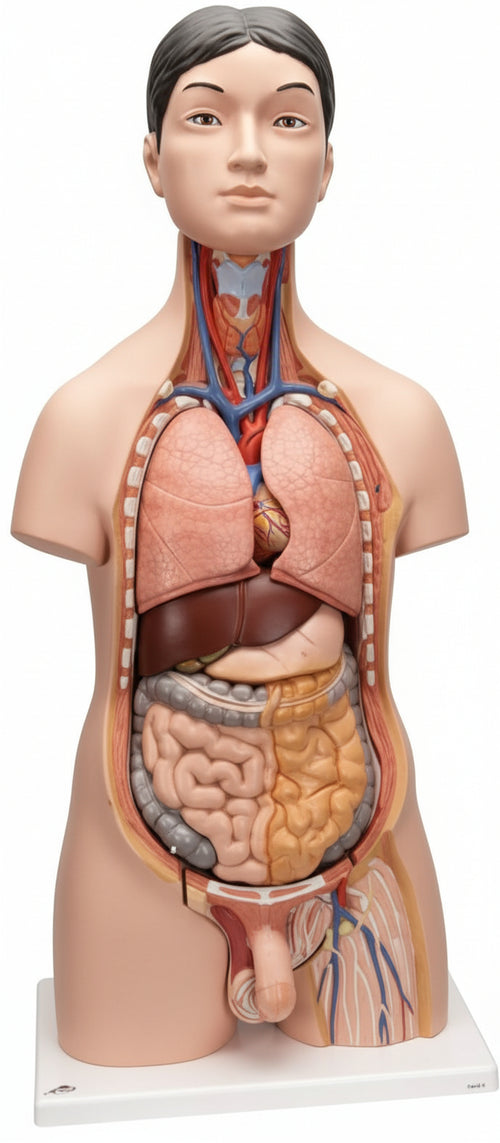 3B Scientific B32/4 Torso Bisessuato Giapponese, in 18 Parti + software gratuito di anatomia - 3B Smart Anatomy