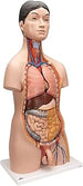 3B Scientific B32/4 Torso Bisessuato Giapponese, in 18 Parti + software gratuito di anatomia - 3B Smart Anatomy