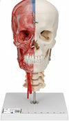 3B Scientific A283 Bonelike Cranio, Cranio Didattico di Lusso, in 7 Parti + software gratuito di anatomia - 3B Smart Anatomy