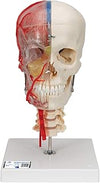 3B Scientific A283 Bonelike Cranio, Cranio Didattico di Lusso, in 7 Parti + software gratuito di anatomia - 3B Smart Anatomy