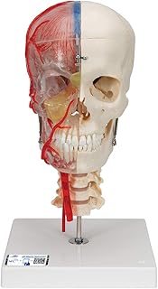 3B Scientific A283 Bonelike Cranio, Cranio Didattico di Lusso, in 7 Parti + software gratuito di anatomia - 3B Smart Anatomy