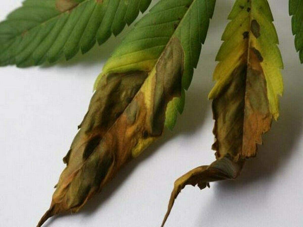 Fungicida liquido ad azione antiperonosporica "Oxi Zolfo Flow" per la difesa della vite ed ortaggi 1 kg