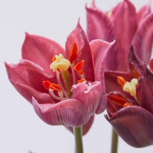 Fiore artificiale "tulipano" effetto realistico con stelo e foglie verdi