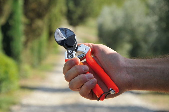 Castellari Forbici Per Frutteto B 12 Cm. 21
