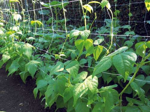 Confine Rete Per Ortaggi Bianca Mt. 1,5X1.000