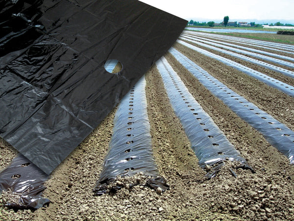 Telo Per Pacciamatura Fori Centrali Distanza Fori Cm. 20 H. Cm. 120 Rotolo Mtl. 50