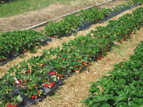 Telo Per Pacciamatura Fori Sfalsati Distanza Fori Cm. 30-30 H. Cm. 120 Rotolo Mtl.100