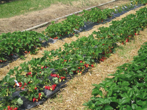 Telo Per Pacciamatura Fori Sfalsati Distanza Fori Cm. 30-30 H. Cm. 120 Rotolo Mtl.100