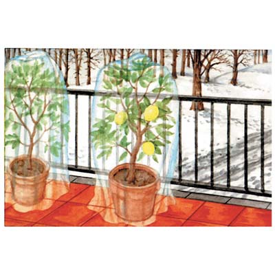 Telo Antigelo Tnt Protezione Piante Tubolare Stars Bianco Gr/Mq 22 L.Mt 10 D.Cm 360