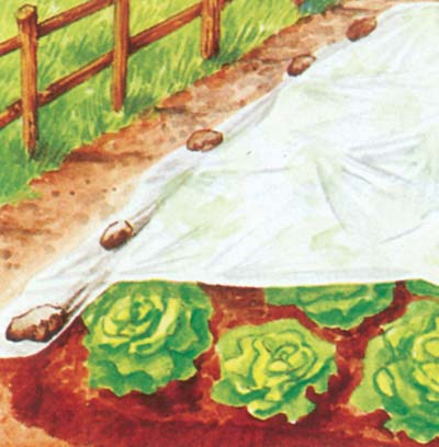 Telo Antigelo Tnt Protezione Piante Stars Bianco Gr/Mq 17 L.Mt 250 H.Cm 400