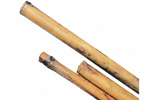 Canna Bamboo- - Mm.10/12 H.120 - 100 Pezzi T-Rex