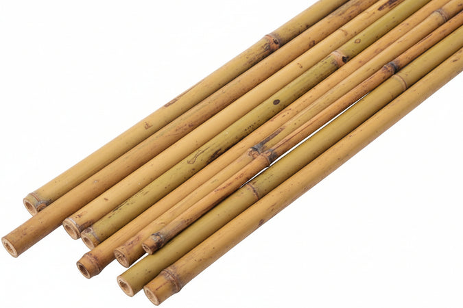 Canna Bamboo- - Mm.24/26 H.240 - 50 Pezzi T-Rex