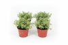 Telo In Rafia Per Pacciamatura Verde- - Mt.10X1,05H. - 10.5 Mq T-Rex