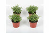 Telo In Rafia Per Pacciamatura Verde- - Mt.100X1,57H. - 157 Mq T-Rex