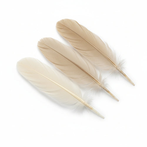 Lamelle In Legno Per Spinare- - Tipo 10 Mm.53X19X4 Pg.669.10 - 2 Blister Pg