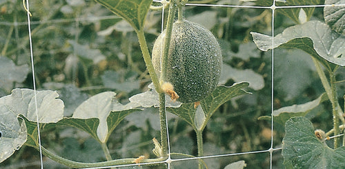 Rete P/Rampicanti H 2X 10 M Bianco- 1,0 Pz