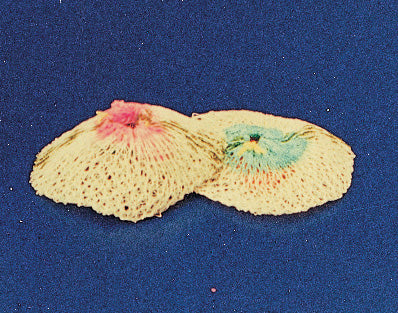 Sc Retina Ricambio Lampada A Gas 2 Pz- Eurocamping- 5,0 Pz