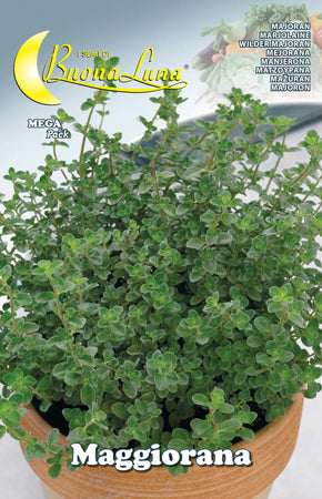 Semi Orto Maggiorana- Hortus Sementi- 10,0 Pz