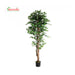 C Pianta Ficus Artificiale 210 Cm- 2,0 Pz