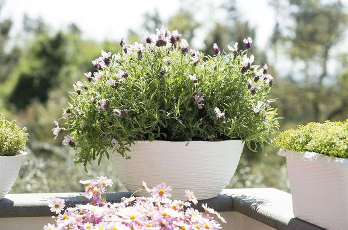 Bama Ciotola Paglia Col. Panna Ø Cm. 30X13 H