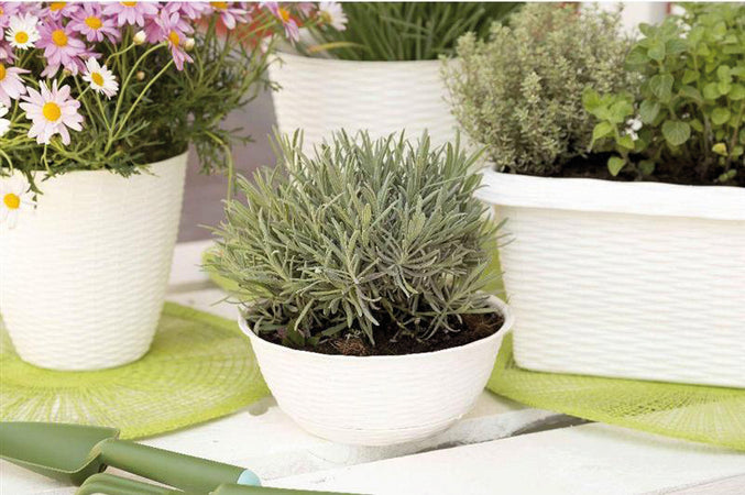 Bama Ciotola Paglia Col. Panna Ø Cm. 30X13 H